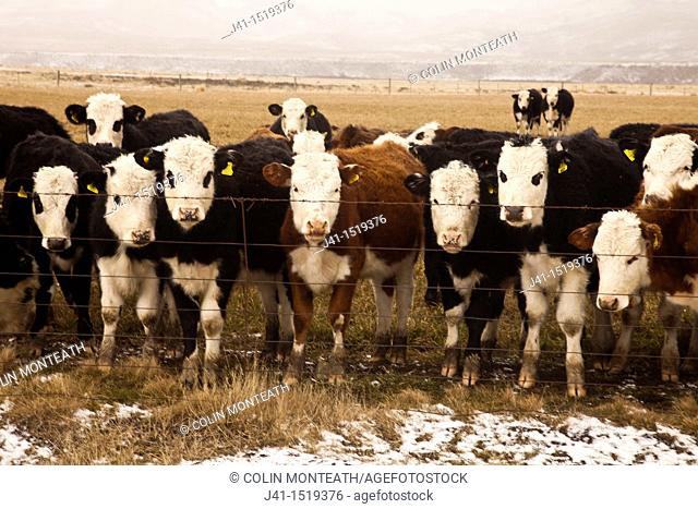 Curious cattle peer through fence, winter, central Otago, South Island, New Zealand