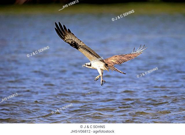 Osprey, (Pandion haliaetus carolinensis), Sanibel Island, Florida, USA, Northamerica, adult flying