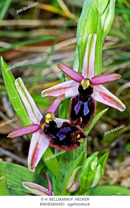 orchid (Ophrys bertoloniiformis, Ophrys bertolonii ssp. bertoloniiformis, Ophrys pseudbertolonii ssp. bertoloniiformis), blooming, Italy