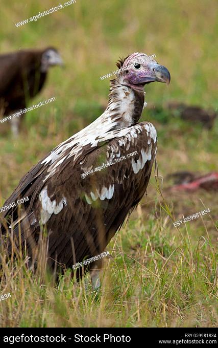 Lappet-faced vulture in Masai Mara National Park of Kenya
