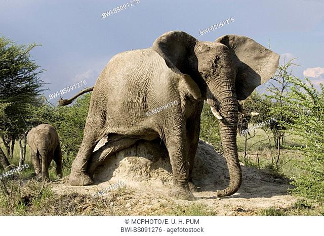 African elephant (Loxodonta africana), cow with calf rubbing at termite hill, Namibia, Etoscha NP