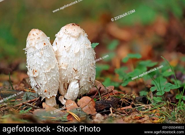 Schopf-Tintling, Coprinus comatus, Shaggymane mushroom
