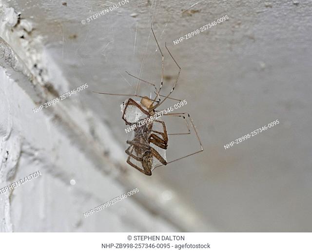 DADDY-LONG-LEGS SPIDER (Pholcus phalangioides) with prey, a large housespider - one of their favorite prey species Sussex, England