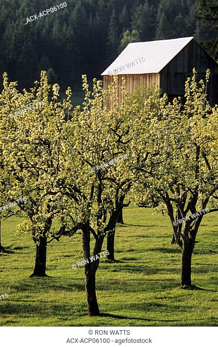Old apple orchard in bloom, Ruckle Provincial Park, Saltspring Island, British Columbia, Canada