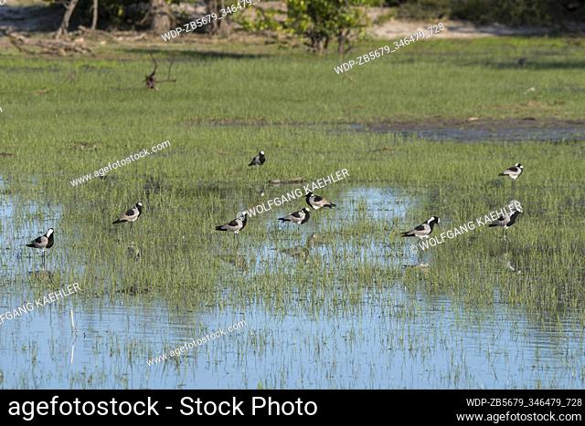 Blacksmith lapwings or blacksmith plovers ( Vanellus armatus) on a pond in the Gomoti Plains area, a community run concession