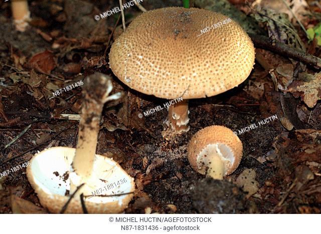 Mushrooms (Agaricus augustus)