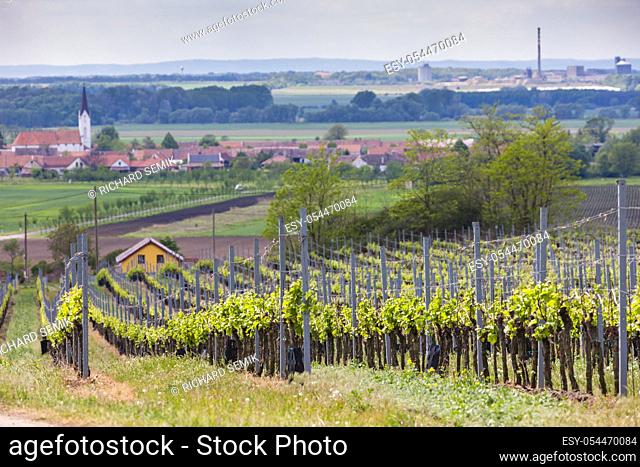 vineyard in south Moravia, Czech Republic