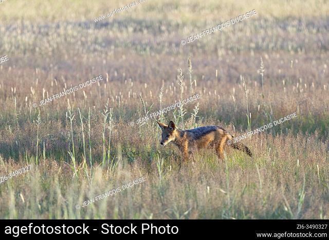 Black-backed jackal (Canis mesomelas), young, walking in the high grass, Kgalagadi Transfrontier Park, Northern Cape, South Africa, Africa