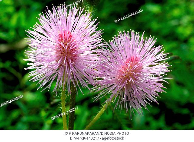 Sensitive plant mimosa Pudica ; Leguminocea Family ayurvedic medicine ; Trivandrum ; Kerala ; India