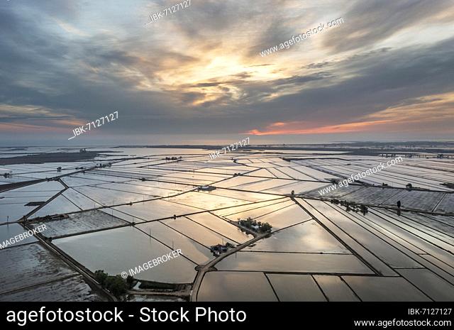 Flooded rice fields in May at daybreak, aerial view, drone shot, Ebro Delta Nature Reserve, Tarragona province, Catalonia, Spain, Europe
