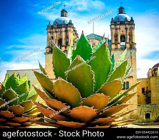 View to Oaxaca cathedral with agave plant, Mexico