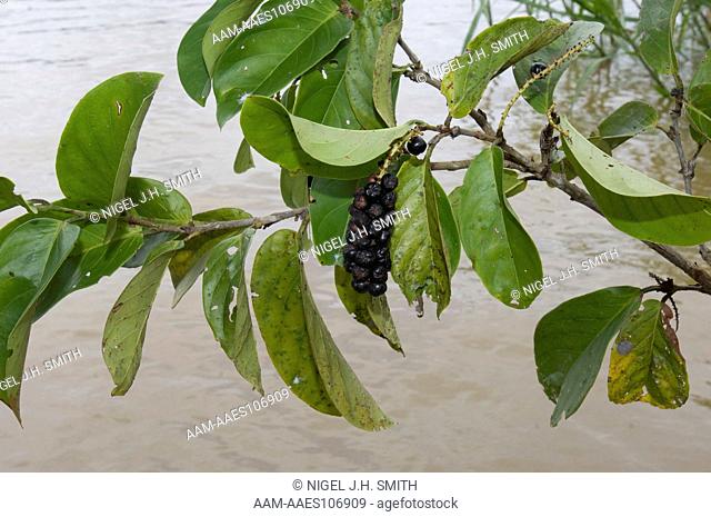 Vino huayo (Coccoloba densifrons, Polygonaceae) in fruit along the banks of a river in the Peruvian Amazon. River dwellers gather the fruits which are eaten...