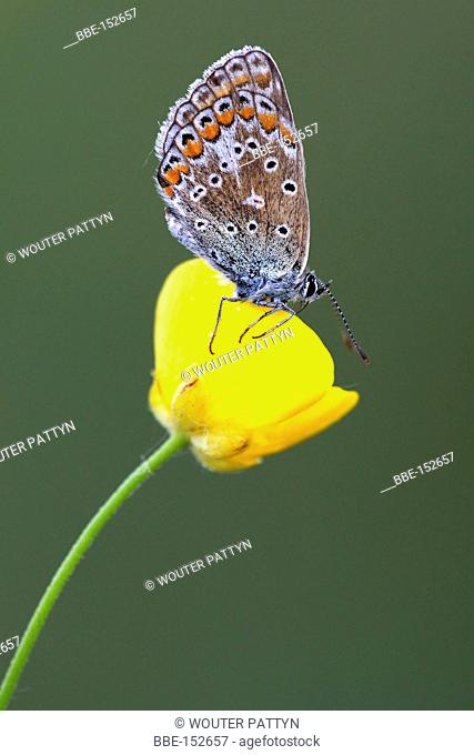 brown argus on a buttercup