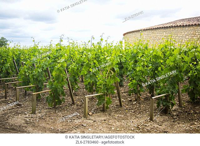 Gorgeous sky and landscapes of vineyard on a summer day in medoc vineyards at bordeaux France, the best wine in world. Vines lined up growing next to the castle