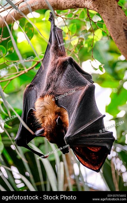 FUENGIROLA, ANDALUCIA/SPAIN - JULY 4 : Flying Fox Bat (Pteropus) at the Bioparc in Fuengirola Costa del Sol Spain on July 4, 2017