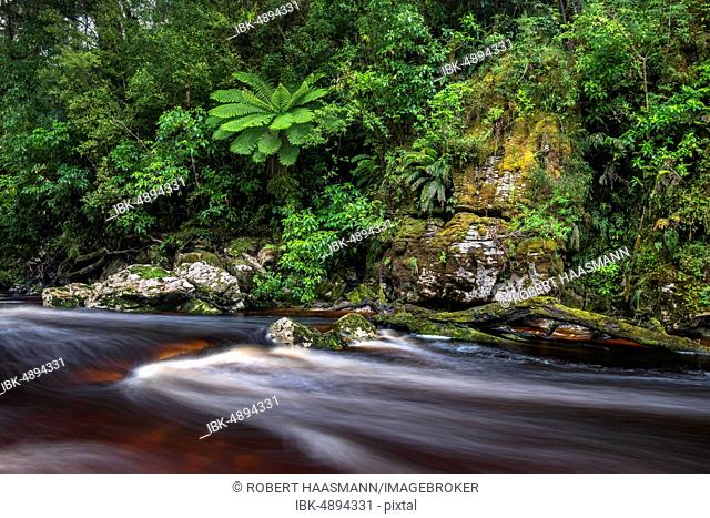 River flows through rainforest with Tree fern (Cyatheales), Oparara River, Oparara Basin, Kahurangi National Park, Karamea, West Coast Region, South Island