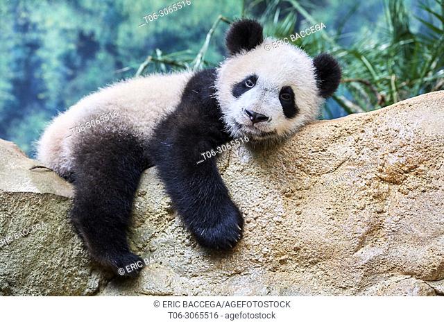 Giant panda cub resting (Ailuropoda melanoleuca) captive. Yuan Meng, first giant panda ever born in France, is now 10 months old, Zooparc de Beauval