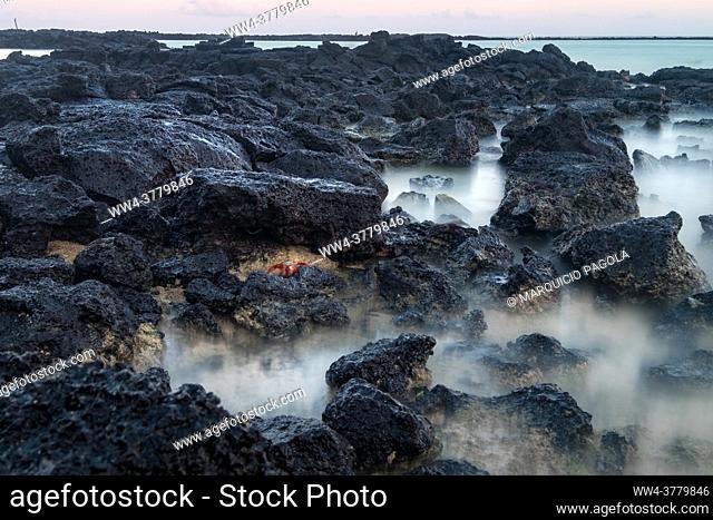 Rocky beach full of red crabs while the incoming tide starts to cover the rocks at Santa Cruz Island, Galapagos Islands, Ecuador