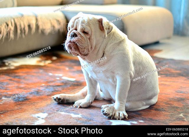 Pretty white english bulldog sitting on carpet
