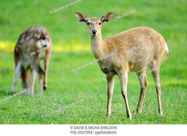 Sika Deer Cervus nippon standing in meadow
