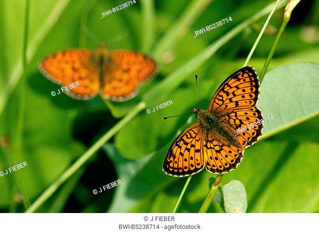 lesser marbled fritillary Brenthis ino, two individuals sitting in grass, Germany, Rhineland-Palatinate