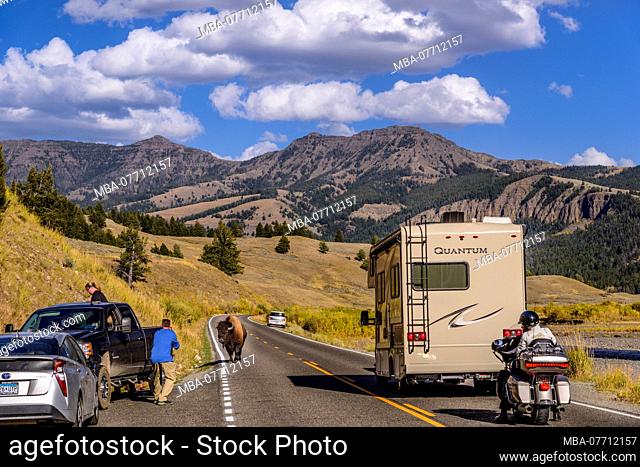 USA, Wyoming, Yellowstone National Park, Tower Roosevelt, Lamar Valley, Highway 212, Bison Bull