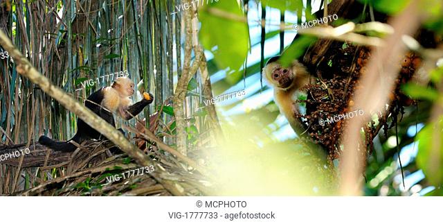 Capuchin monkeys feeding on date palm fruit in Osa Peninsula Costa Rica - 15/03/2008