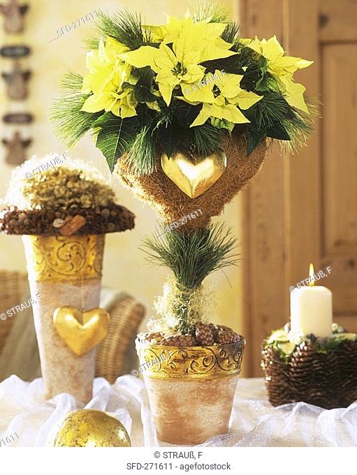 Yellow poinsettia 'Lemon Snow' with Advent decorations