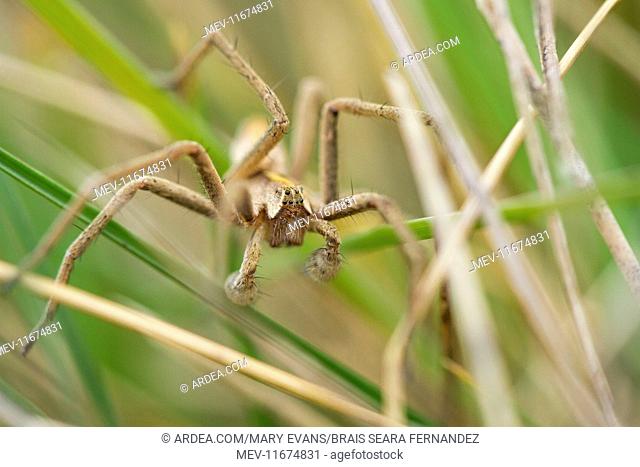 Nursery Web Spider adult male in grass