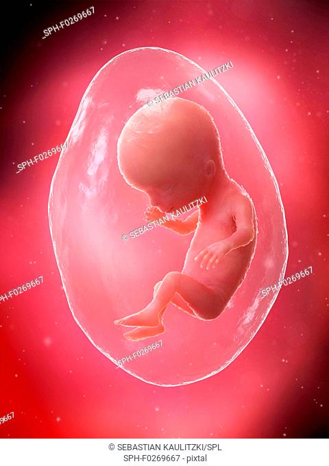 Foetus at week 14, computer illustration