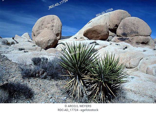 Boulders and Mohave Yucca Joshua Tree national monument California USA Yucca schidigera
