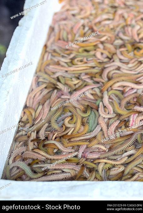 23 October 2020, Vietnam, Hanoi: The photo shows living palolo worms from the sea, which are later processed into worm omelets