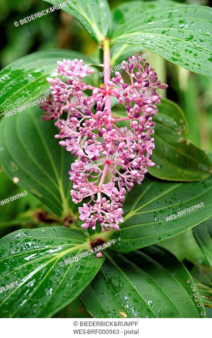 USA, Hawaii, Big Island, Papaikou, Hawaii Tropical Botanical Garden, pink blossom of Medinilla magnifica