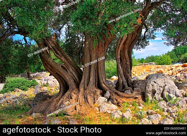 Olivenbaum Stamm - olive tree trunk 11