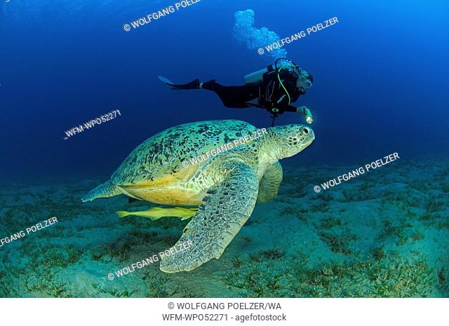 Green Sea Turtle with Sharksucker and Scuba Diver, Chelonia mydas, Echeneis naucrates, Abu Dabab, Marsa Alam, Red Sea, Egypt