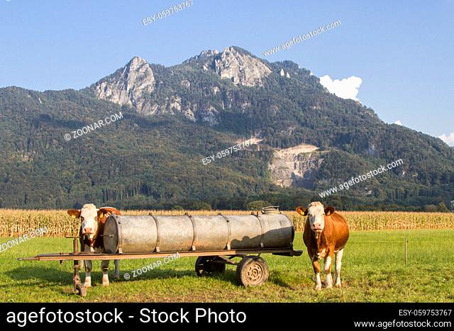 Kühe mit Wasserfass vor dem Berg Kitzstein in den Chiemgauer Alpen