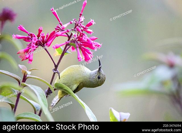 Green-tailed Sunbird, Aethopyga nipalensis, Sikkim, India