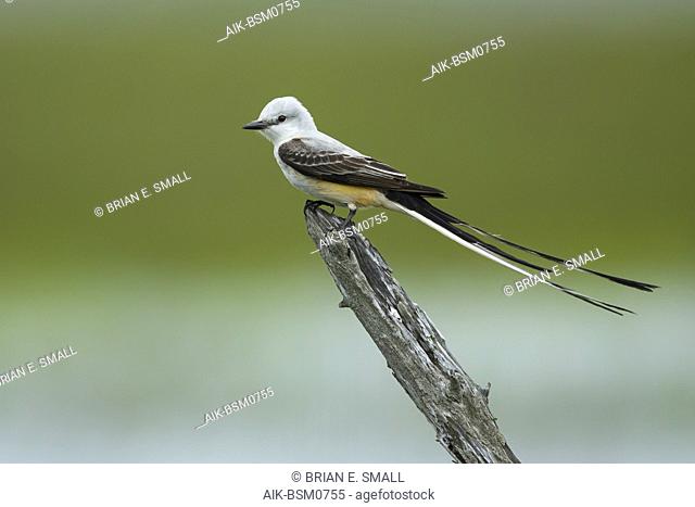 Adult male Scissor-tailed Flycatcher (Tyrannus forficatus) perched on a wooden pole in Galveston Co., Texas, USA