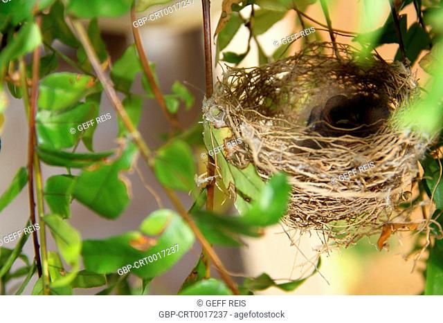 Nest, birds, farm, 2016, Merces, Minas Gerais, Brazil