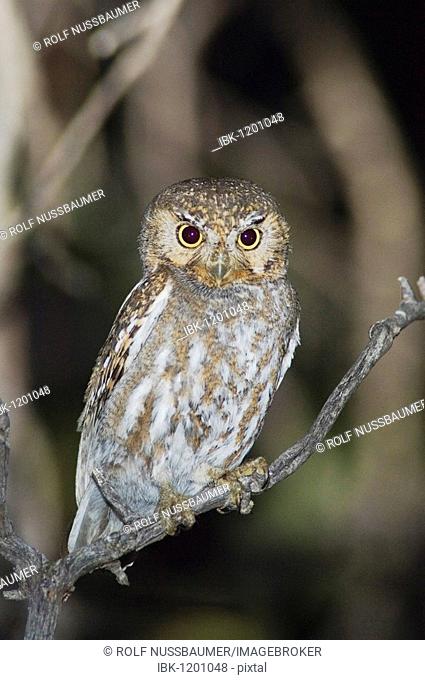 Elf Owl (Micrathene whitneyi), adult, Madera Canyon, Santa Rita Mountains, Tucson, Arizona, USA