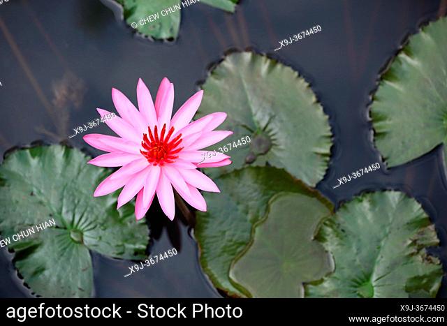 Tropical flower, Water lily