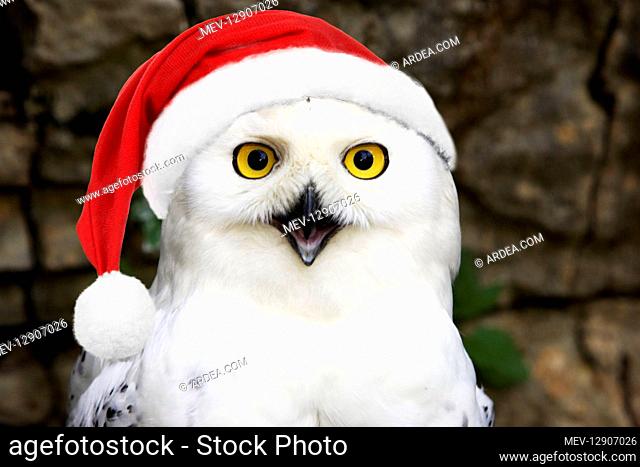 Snowy Owl wearing christmas hat