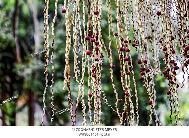 Fruits of the Bangalow palm - Archontophoenix cunninghamiana - Australia