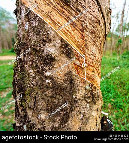 Phuket in Thailand. Image of rubber tree, close up