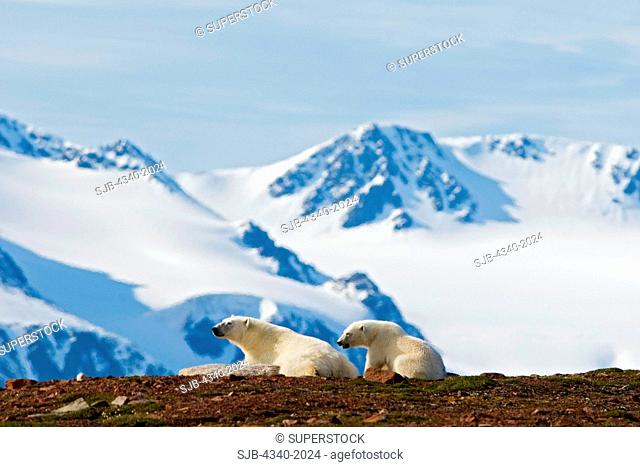 A polar bear Ursus maritimus sow and cub take a rest on Andoyane island in Liefdefjorden, Svalbard archipelago, Norway, in summertime