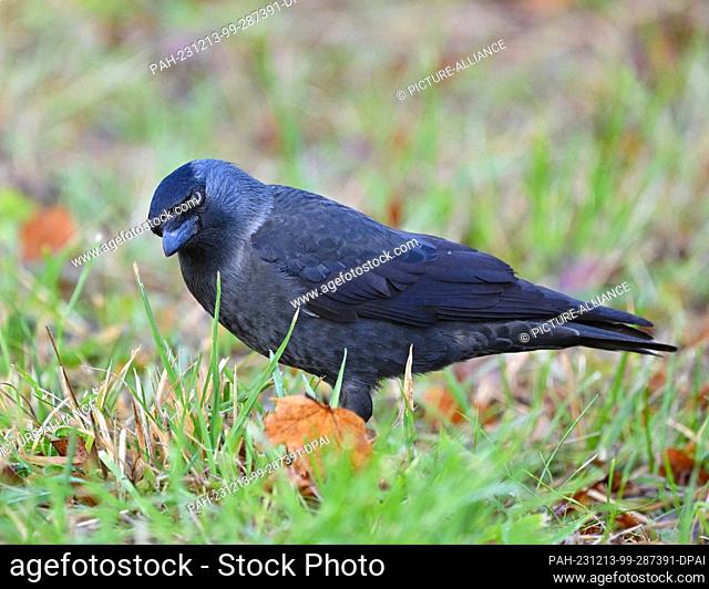 11 December 2023, Brandenburg, Genschmar: A jackdaw (Corvus monedula), also known as a rook, is a species of songbird in the corvid family (Corvidae)