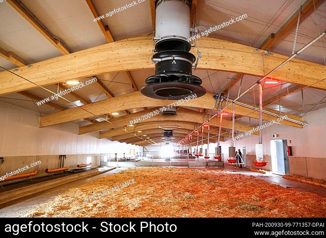 30 September 2020, Saxony, Wermsdorf: View into one of the three new stables of the goose farm Eskildsen. The new stables, each with 2