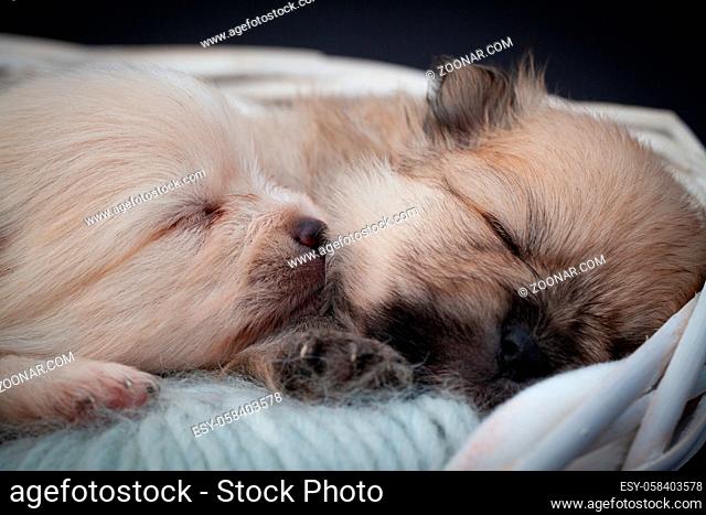 Adorable pomeranian spitz dog puppies laying in a rush basket with natural light. High quality photo