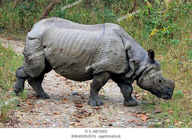 Greater Indian rhinoceros, Great Indian One-horned rhinoceros (Rhinoceros unicornis), walking over a path and searching food, Nepal, Terai