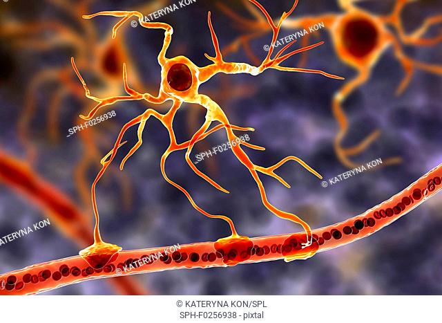 Astrocyte and blood vessel, computer illustration. Astrocytes, brain glial cells, also known as astroglia, connect neuronal cells to blood vessels and provide...